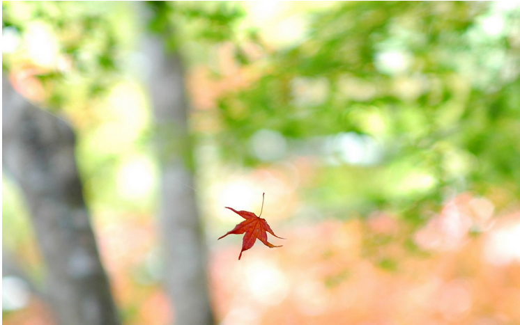 深圳指紋鎖廠家溫馨提示立秋之時(shí)順應(yīng)天時(shí)清補(bǔ)潤(rùn)肺